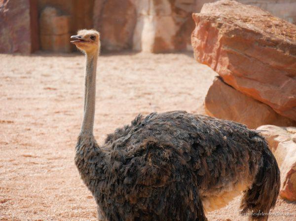 10 razones para visitar Bioparc en Valencia