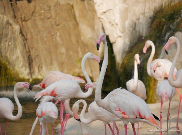 10 razones para visitar Bioparc en Valencia