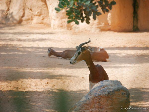 10 razones para visitar Bioparc en Valencia