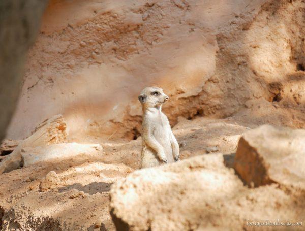 10 razones para visitar Bioparc en Valencia