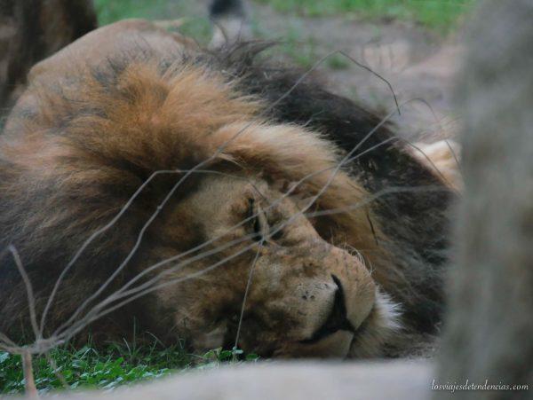 10 razones para visitar Bioparc en Valencia