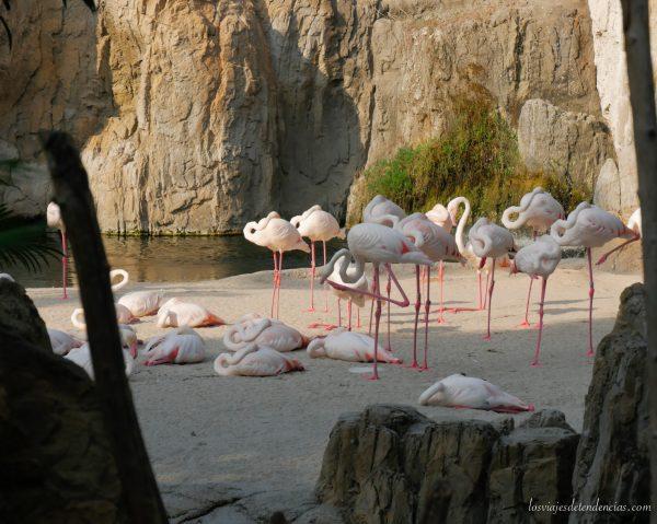 10 razones para visitar Bioparc en Valencia