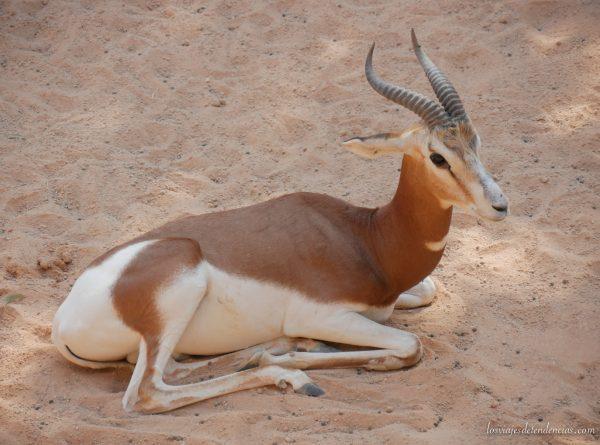 10 razones para visitar Bioparc en Valencia