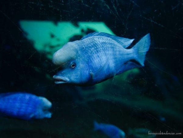 10 razones para visitar Bioparc en Valencia