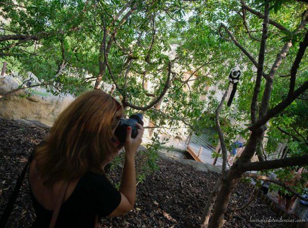 10 razones para visitar Bioparc en Valencia