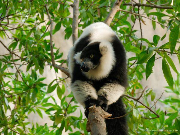 10 razones para visitar Bioparc en Valencia