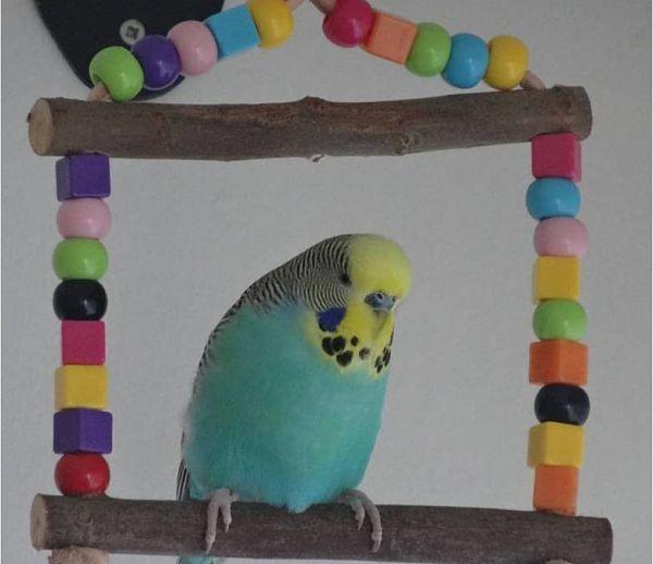 que-les-gusta-hacer-a-los-periquitos-4