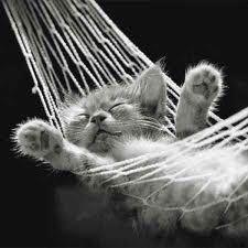 Relax Time Gatito