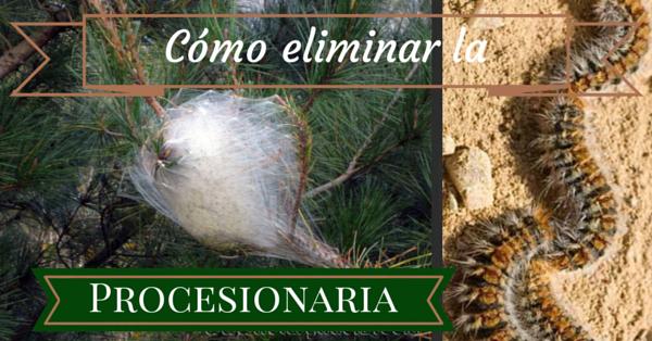 Cómo eliminar la Procesionaria del pino.