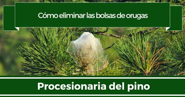 Bolsas de orugas procesionaria