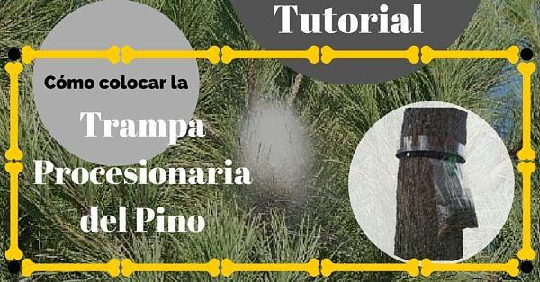 Trampa para procesionaria pino
