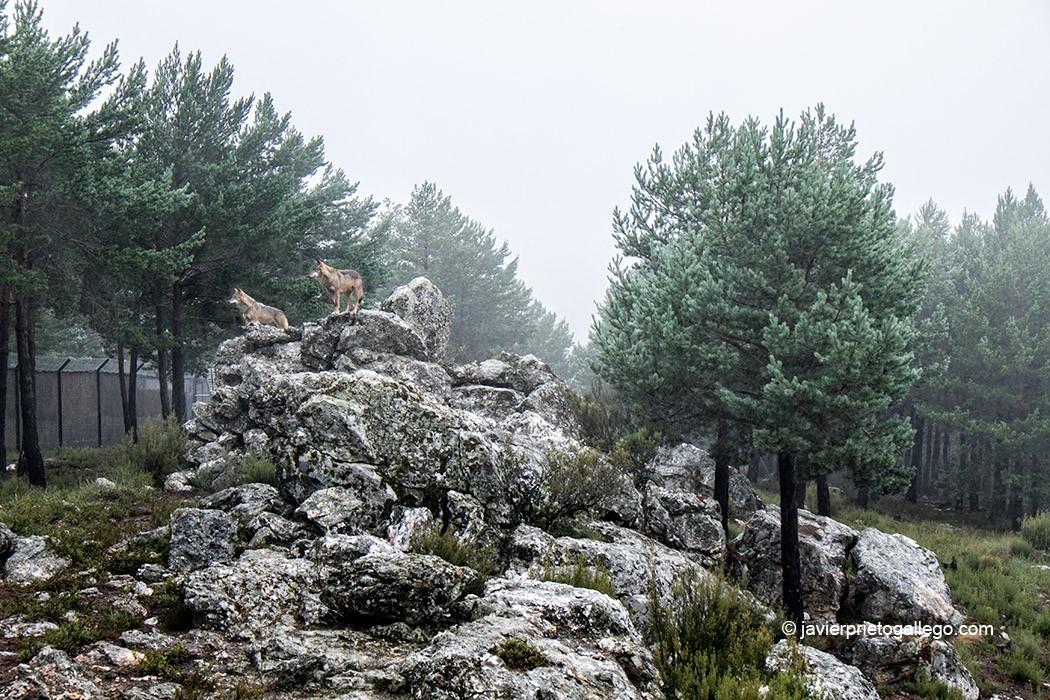 Recinto de Lobos en Robledo