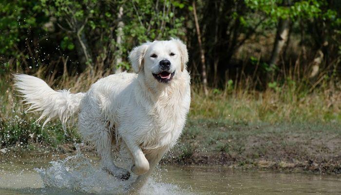 perro golden retriever