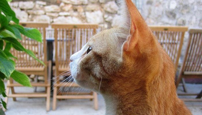 la hipotermia en los gatos