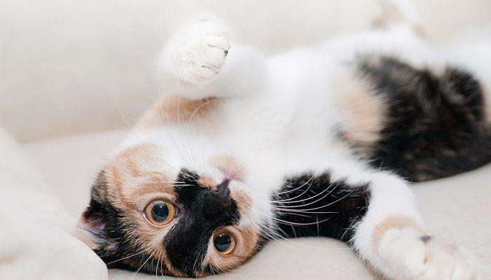 los gatos con hipotermia