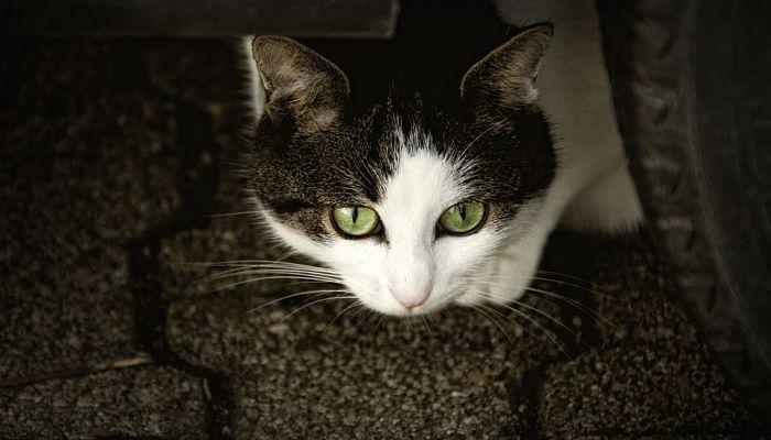 nombres en inglés para gatos