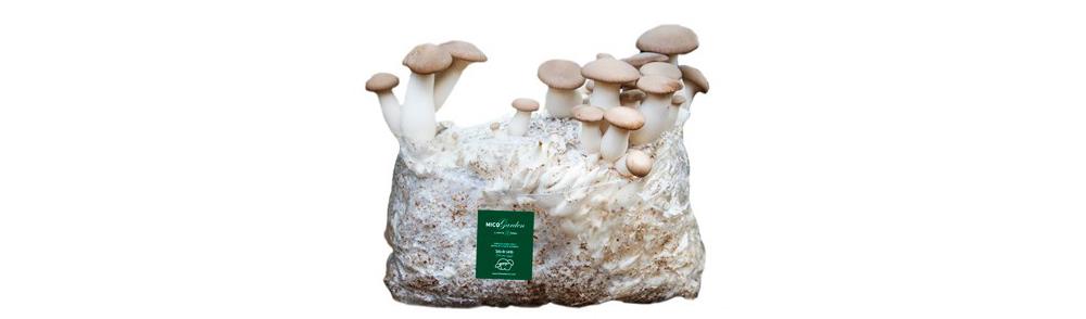 cultivo setas en casa