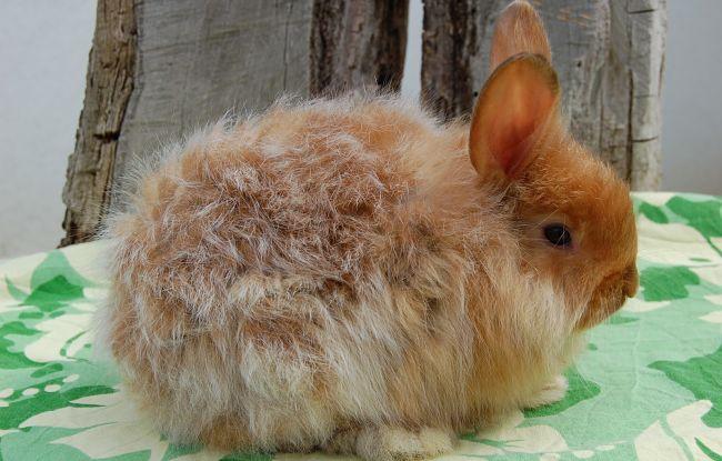conejos-de-pelo-largo-5