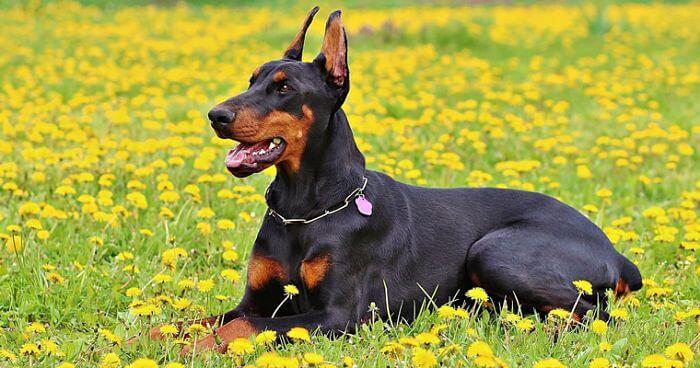 Características del doberman