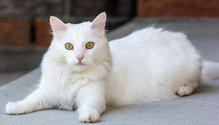 La Alopecia en los gatos 