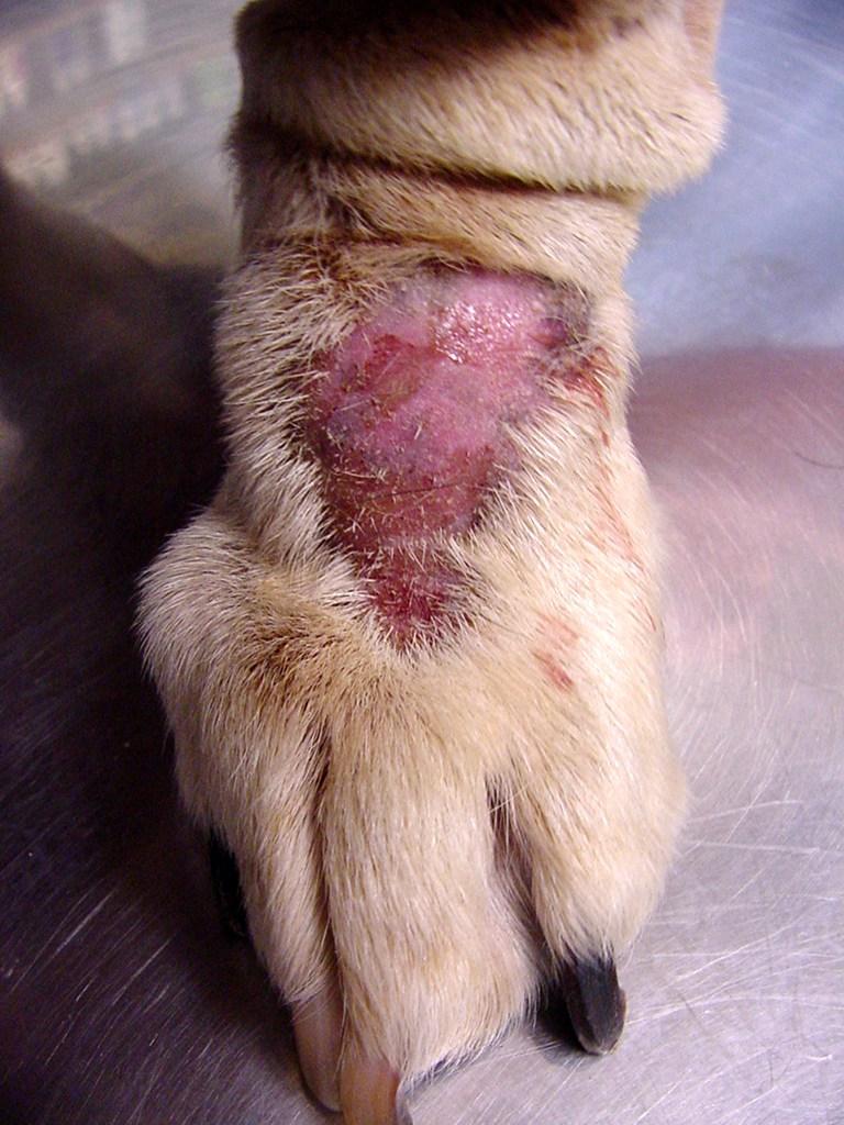 Cómo curar las heridas infectadas a mi perro