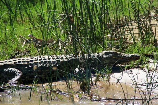 reservas naturales de africa