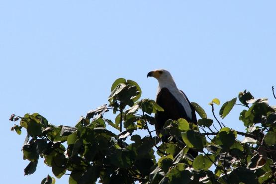 Animales Santa Lucia