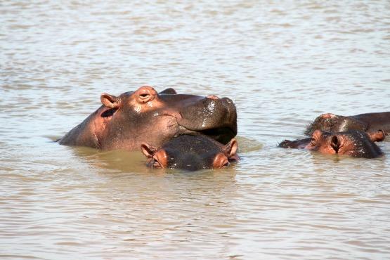 Hipopótamos Santa Lucia_Sudafrica