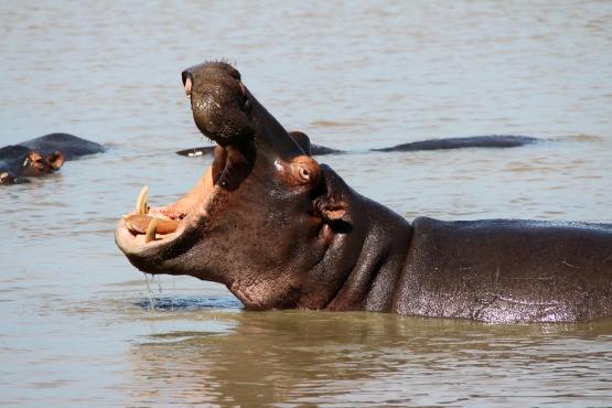 Estuario Santa Lucia Hipopotamos