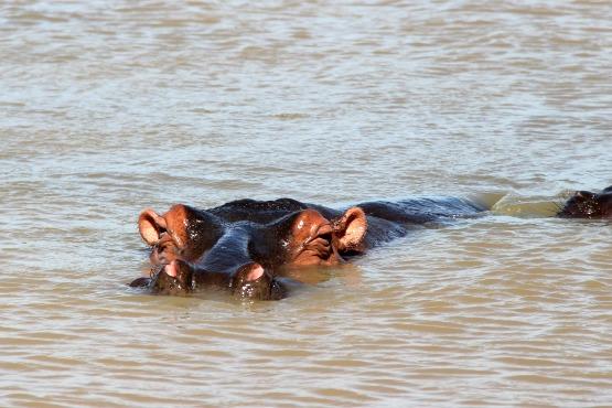 que ver en Santa Lucia Sudafrica