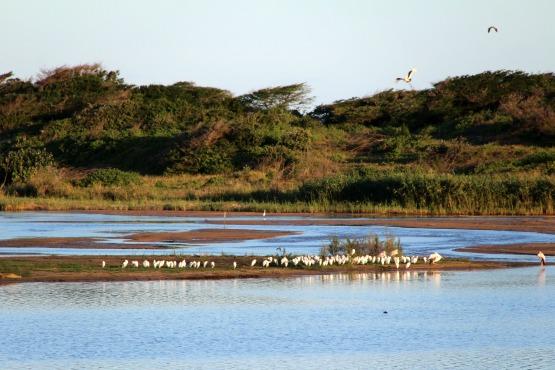 Estuario Santa Lucia