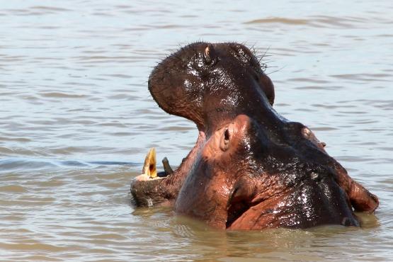 hipopotamos_Sudafrica