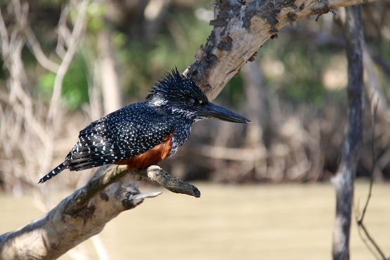 Aves Lago Santa Lucia