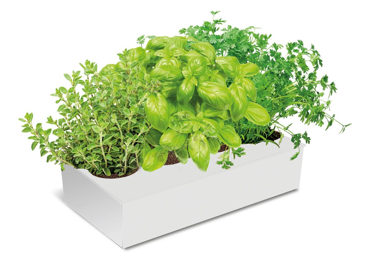 aromáticas para tener en la cocina