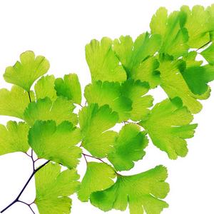 Resultado de imagen de ginkgo biloba
