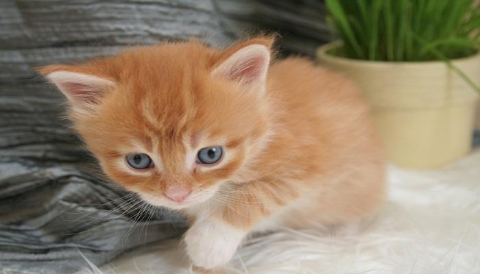 los gatos que defecan en el jardín 