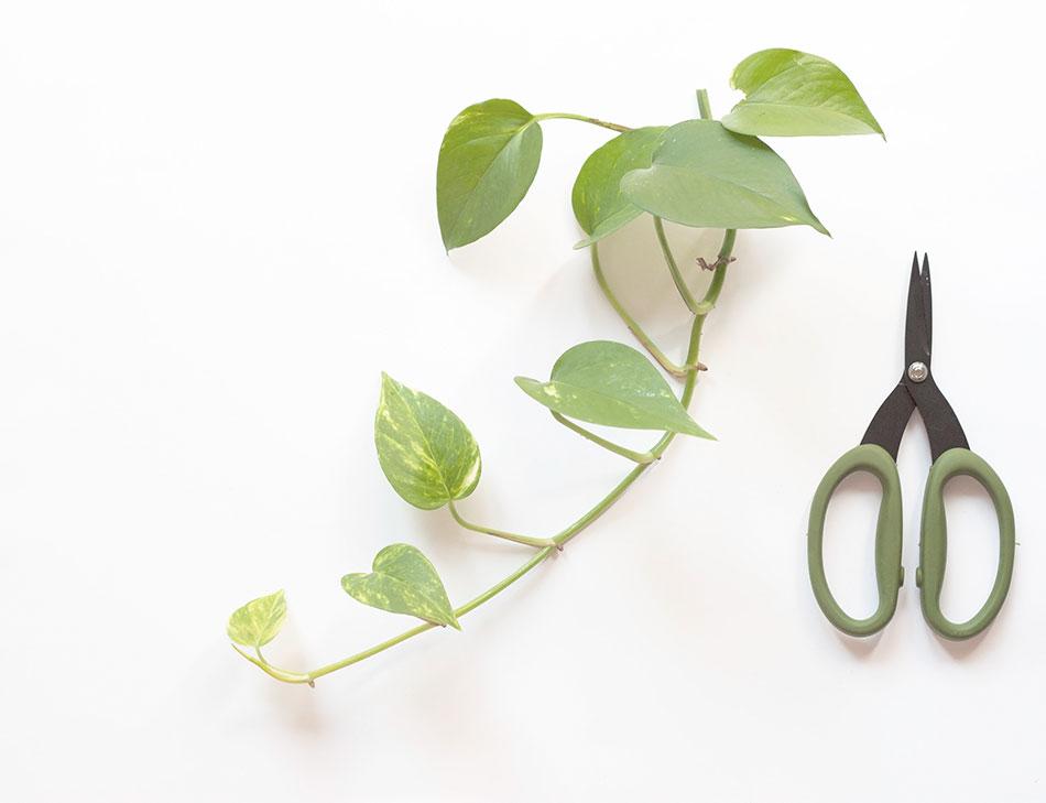 cómo multiplicar un pothos