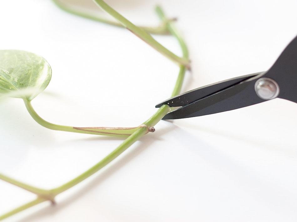 cómo multiplicar un pothos