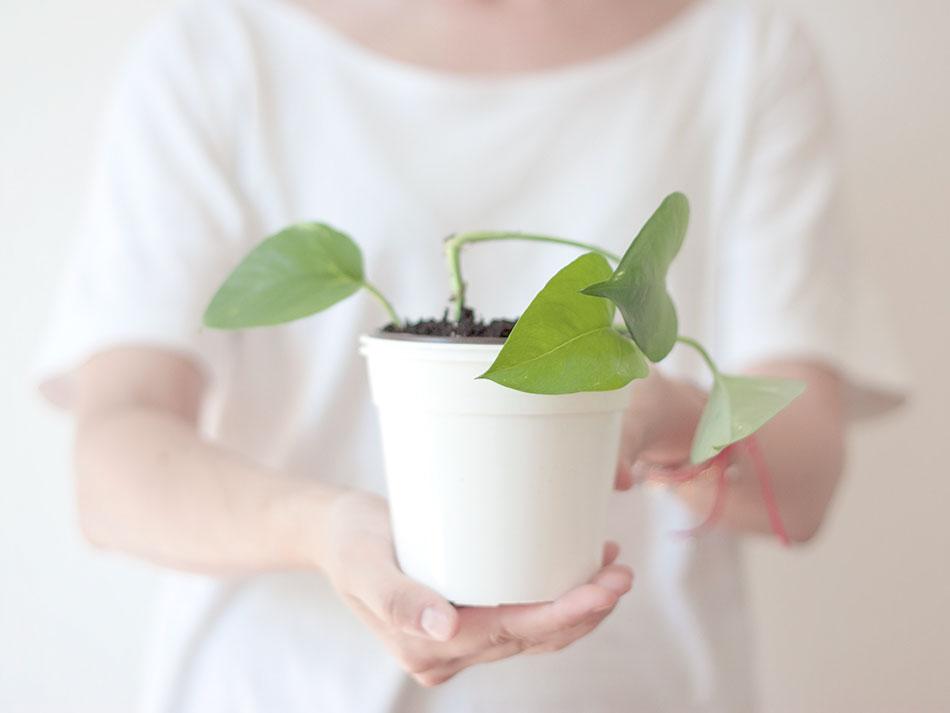 cómo multiplicar un pothos