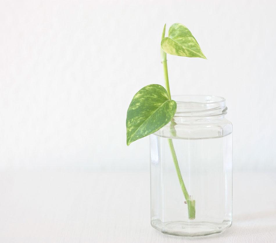 cómo multiplicar un pothos