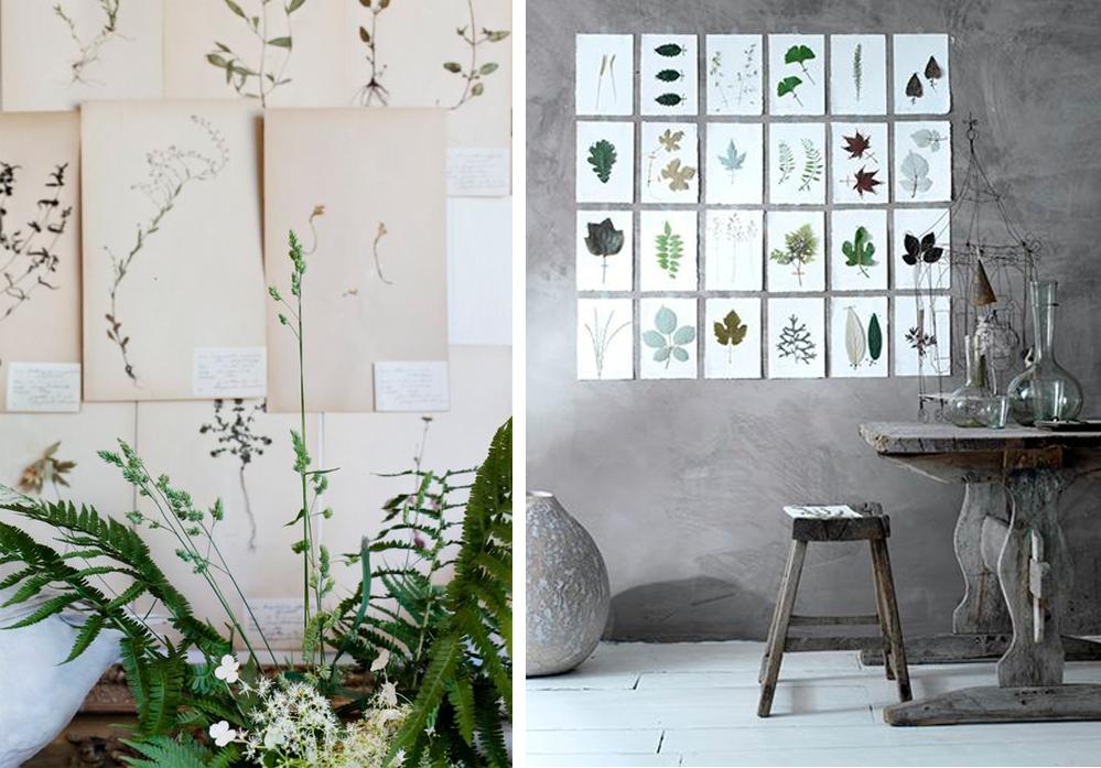 comp_flores-laminas-secas