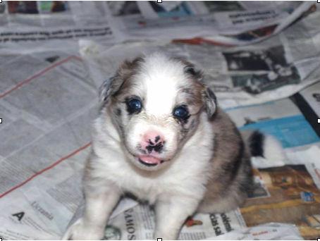 cachorro-en-su-etapa-de-transicion