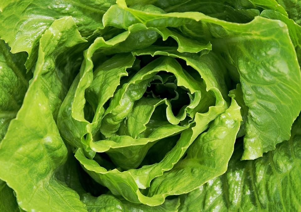 5 beneficios del té de lechuga para la salud