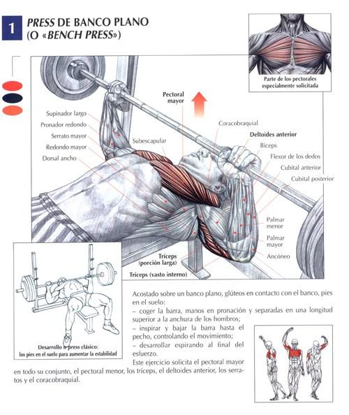 Apertura de pecho en banco plano