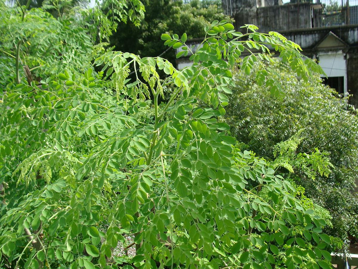 moringa oleifera