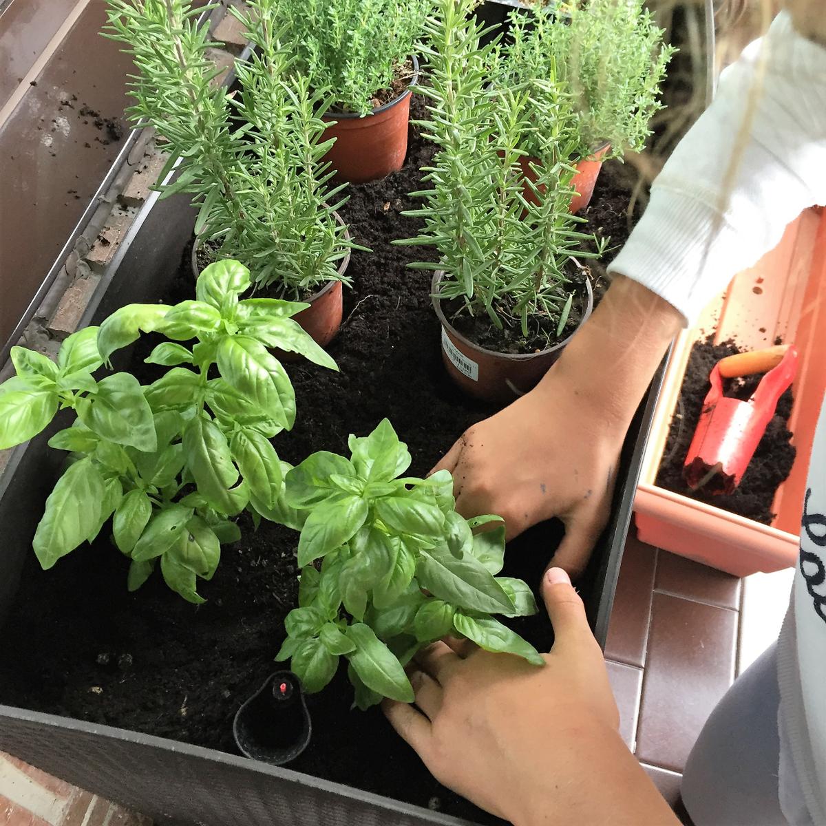 11-huerto-de-otono-ajustamos-bien-las-plantas