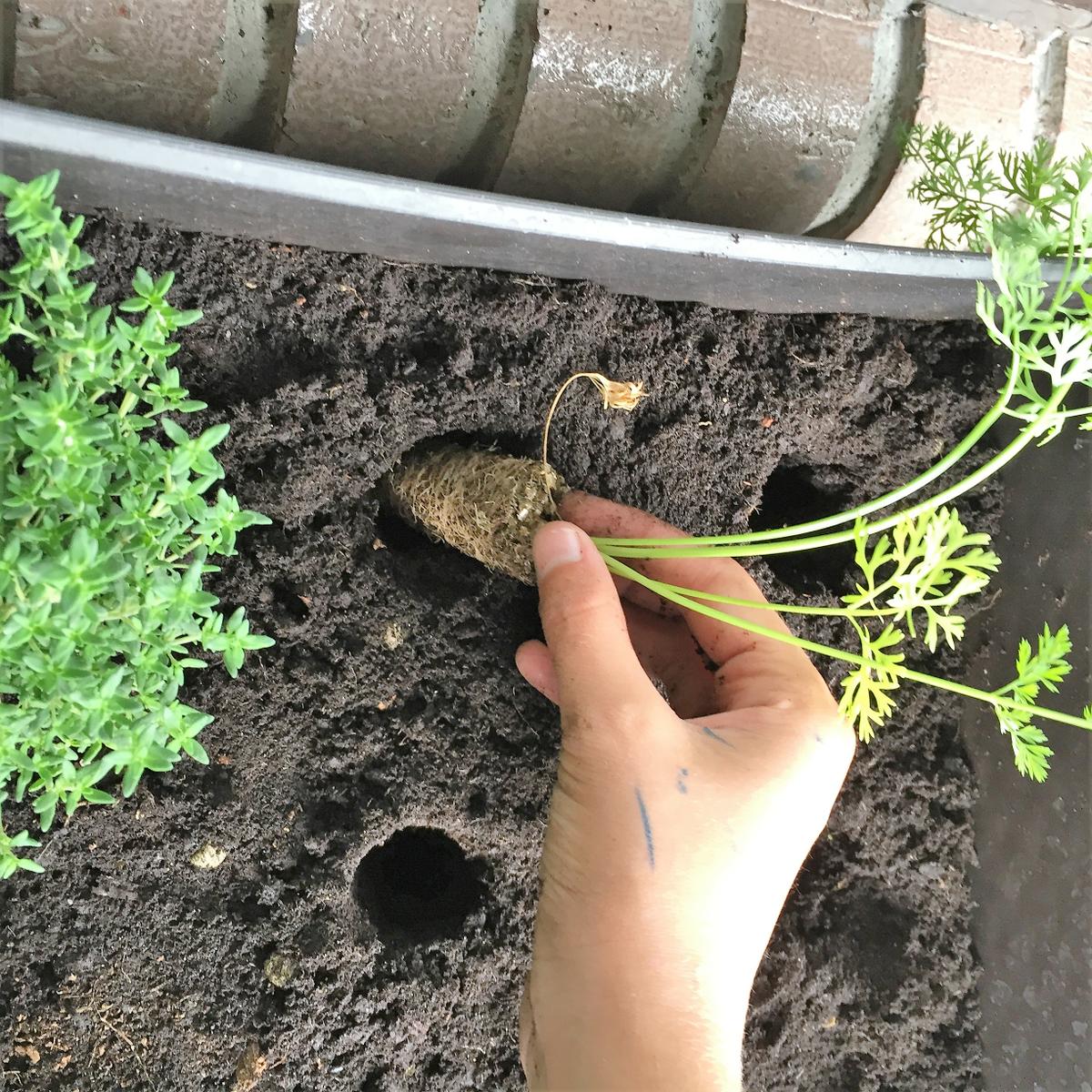 13-huerto-de-otono-plantamos