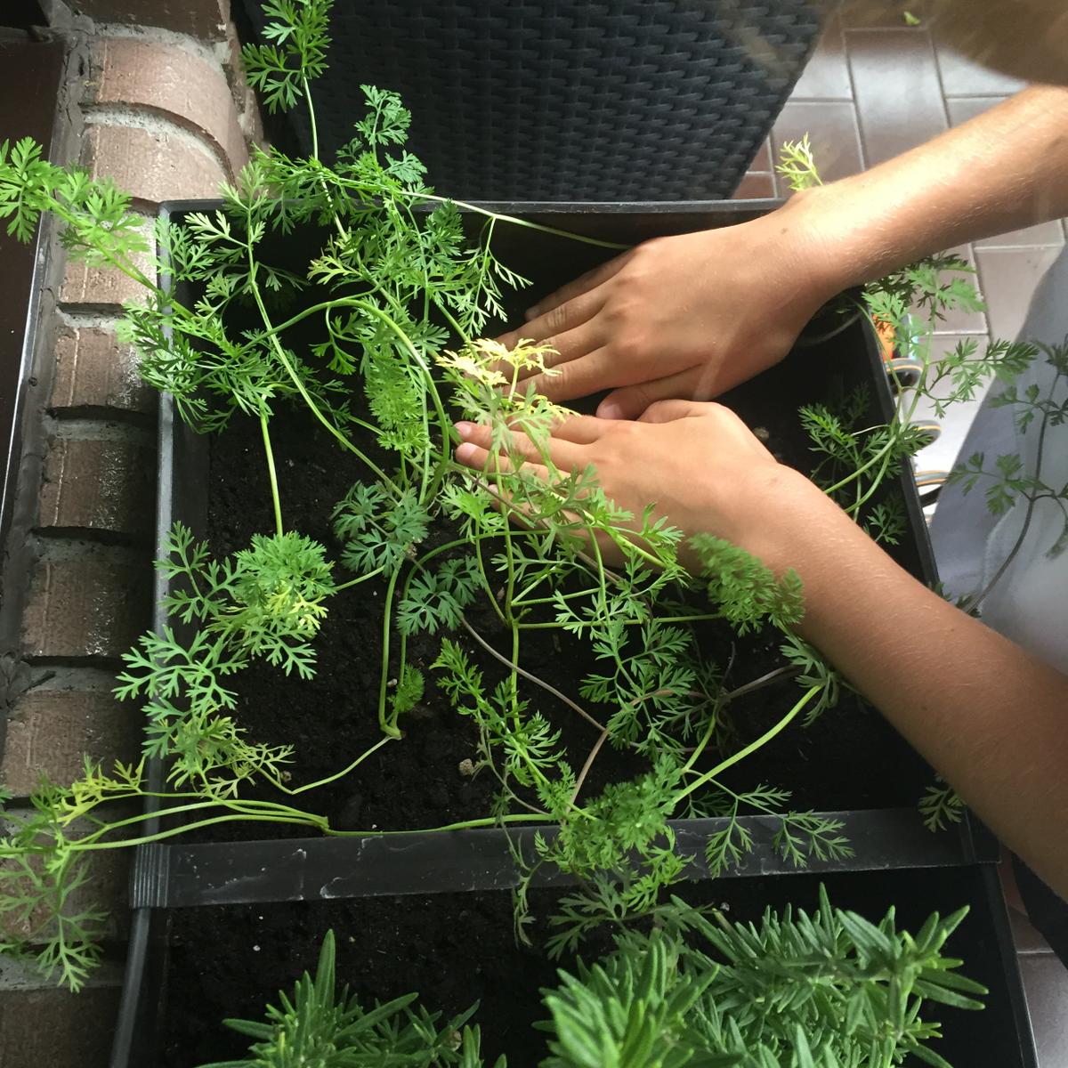 14-huerto-de-otono-presionamos-y-rellenamos