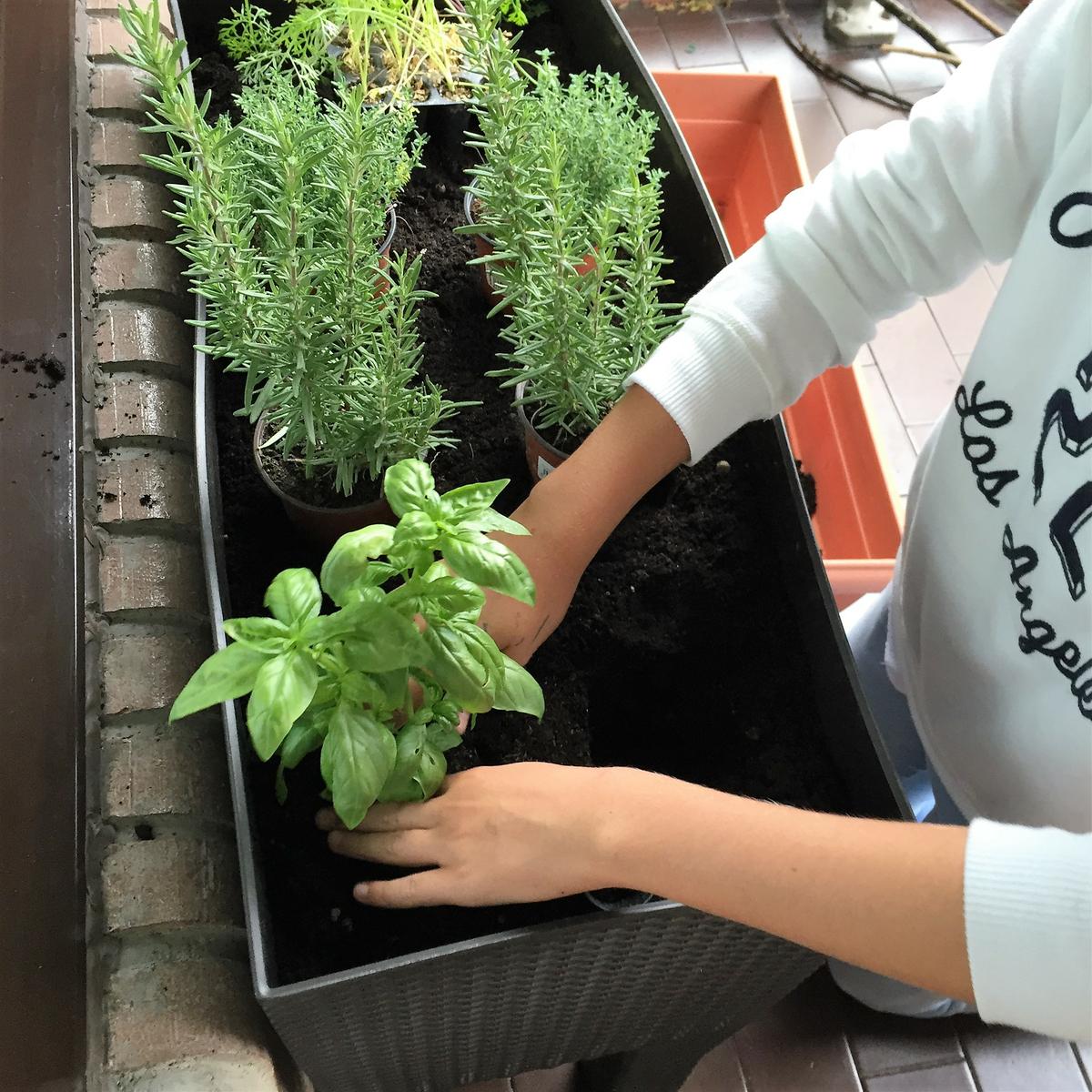 09-huerto-de-otono-colocamos-las-plantas-en-el-agujero