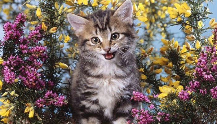 beneficios de las flores de Bach para gatos